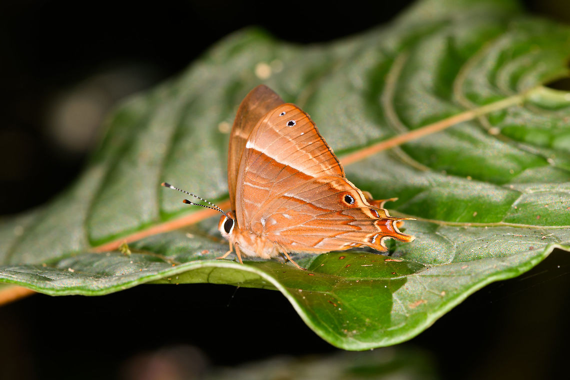Saribia perroti - side view, Ranomafana, Madagascar Third observation of this beautiful butterfly on the same hike. Earlier observations:<br />
<figure class="photo"><a href="https://www.jungledragon.com/image/84762/saribia_perroti_-_closeup_ranomafana_madagascar.html" title="Saribia perroti - closeup, Ranomafana, Madagascar"><img src="https://s3.amazonaws.com/media.jungledragon.com/images/2/84762_thumb.jpg?AWSAccessKeyId=05GMT0V3GWVNE7GGM1R2&Expires=1759968010&Signature=Lu5AGH1N2lYse0jo6zT6Q9csTew%3D" width="126" height="152" alt="Saribia perroti - closeup, Ranomafana, Madagascar Second observation of this species, here&#039;s the earlier one:<br />
https://www.jungledragon.com/image/84734/saribia_perroti_ranomafana_madagascar.html Africa,Madagascar,Madagascar 2019,Ranomafana National Park,Saribia perroti,World" /></a></figure><br />
<figure class="photo"><a href="https://www.jungledragon.com/image/84734/saribia_perroti_ranomafana_madagascar.html" title="Saribia perroti, Ranomafana, Madagascar"><img src="https://s3.amazonaws.com/media.jungledragon.com/images/2/84734_thumb.jpg?AWSAccessKeyId=05GMT0V3GWVNE7GGM1R2&Expires=1759968010&Signature=WEiSBNYl%2FCJNfIVtGJc99zevGcg%3D" width="150" height="152" alt="Saribia perroti, Ranomafana, Madagascar The Saribia genus is entirely endemic to Madagascar, part of the Metalmarks family. There&#039;s only 4 species in the genus, which can be difficult to distinguish. General color is an important indicator, see this other Saribia species we found years ago:<br />
https://www.jungledragon.com/image/34972/queen_of_night_saribia_ochracea.html Africa,Madagascar,Madagascar 2019,Ranomafana National Park,Saribia perroti,World" /></a></figure> Africa,Madagascar,Madagascar 2019,Ranomafana National Park,Saribia perroti,World