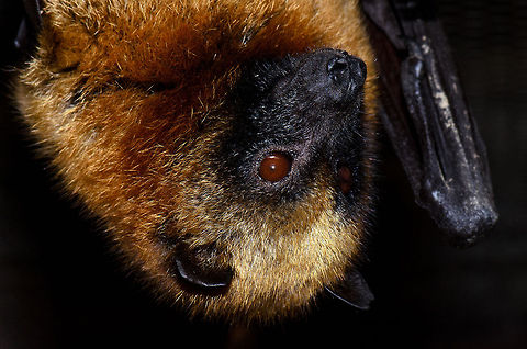 Madagascan Rousette (Rousettus madagascariensis) This is a giant fruit bat (also called megabat) that is endemic to Madagscar. As you can see it has fairly large eyes so it actually does have pretty good vision, unlike other bat families. Unfortunately, large bats like these are on the diet of the Malagasy people during food shortages.  Madagascan rousette,Madagascar,Pyreras Reserve,Rousettus madagascariensis,bats