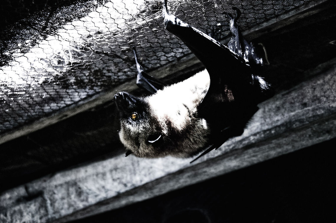 Madagascan Rousette hanging on fence Nanananananananana Batman! Geotagged,Madagascan rousette,Madagascar,Pyreras Reserve,Rousettus madagascariensis