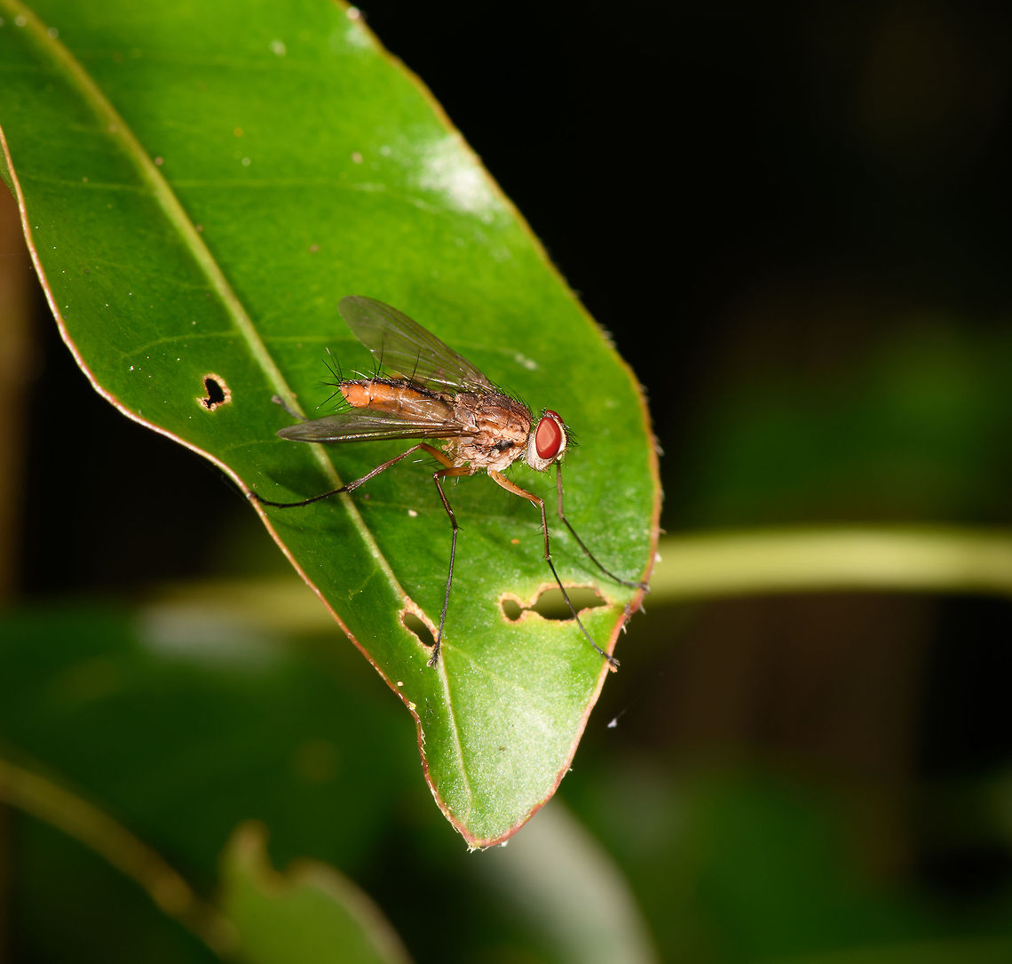 Long-legged fly, Ranomafana, Madagascar Similar to the below observation one day earlier:<br />
<figure class="photo"><a href="https://www.jungledragon.com/image/84103/stilt-legged_fly_-_top_ranomafana_madagascar.html" title="Stilt-legged fly - top, Ranomafana, Madagascar"><img src="https://s3.amazonaws.com/media.jungledragon.com/images/2/84103_thumb.jpg?AWSAccessKeyId=05GMT0V3GWVNE7GGM1R2&Expires=1770854410&Signature=LXezTK8RoGZ0Z9MScp9Kn6qq9o0%3D" width="200" height="152" alt="Stilt-legged fly - top, Ranomafana, Madagascar https://www.jungledragon.com/image/84104/stilt-legged_fly_ranomafana_madagascar.html Africa,Madagascar,Madagascar 2019,Ranomafana National Park,World" /></a></figure> Africa,Madagascar,Madagascar 2019,Ranomafana National Park,World