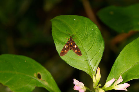 Tiger Moth, Ranomafana, Madagascar Subfamily Arctiinae. Possibly a wasp mimic.  Africa,Madagascar,Madagascar 2019,Pseudonaclia puella,Ranomafana National Park,World