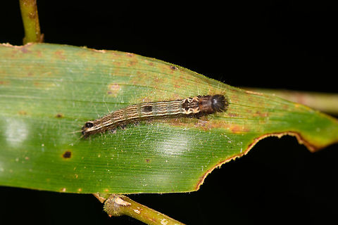 Dark-headed striped caterpillar, Ranomafana, Madagascar Head out of focus, sorry. Africa,Madagascar,Madagascar 2019,Ranomafana National Park,World