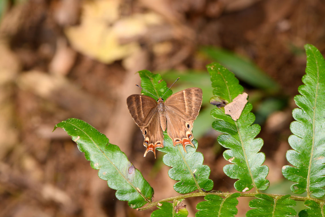 Saribia perroti - upper side, Ranomafana, Madagascar  Africa,Madagascar,Madagascar 2019,Ranomafana National Park,Saribia perroti,World
