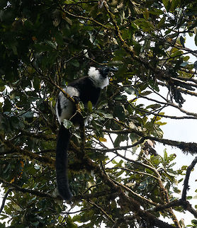 Black-and-white ruffed lemur - camp site, Ranomafana, Madagascar Back at the camp site, mid day entertainment was provided by lemur tree wars. Some popular fruit trees were situated directly inside the camp, leading to a turf war between Black-and-white ruffed lemurs and Brown lemurs. 

It's a non-scientific observation, but we've seen this species many times, in situations natural and semi-wild. When mixed with other lemur species, the Black-and-white ruffed lemur seems to always be dominant. At the very least it is the loudest. 

Have a look at that wonderful tail! The tail can support the full weight of the animal, we've seen it hang upside down. Africa,Black-and-white ruffed lemur,Geotagged,Madagascar,Madagascar 2019,Ranomafana National Park,Varecia variegata,Winter,World