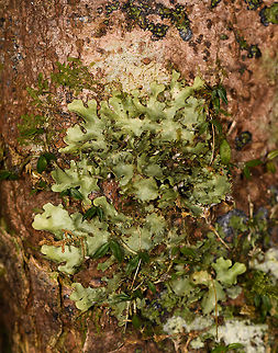 Green curly lichen, Ranomafana, Madagascar  Africa,Madagascar,Madagascar 2019,Ranomafana National Park,World