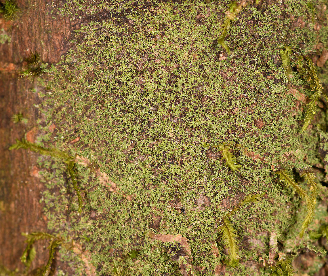 Moss or lichen, Ranomafana, Madagascar Very tine, wire-like moss or lichen found on this standing tree in Ranomafana. My guess is that it's a type of moss, but not fully sure. Africa,Madagascar,Madagascar 2019,Ranomafana National Park,World