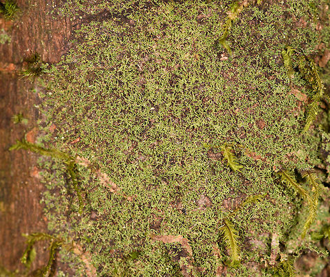 Moss or lichen, Ranomafana, Madagascar Very tine, wire-like moss or lichen found on this standing tree in Ranomafana. My guess is that it's a type of moss, but not fully sure. Africa,Madagascar,Madagascar 2019,Ranomafana National Park,World