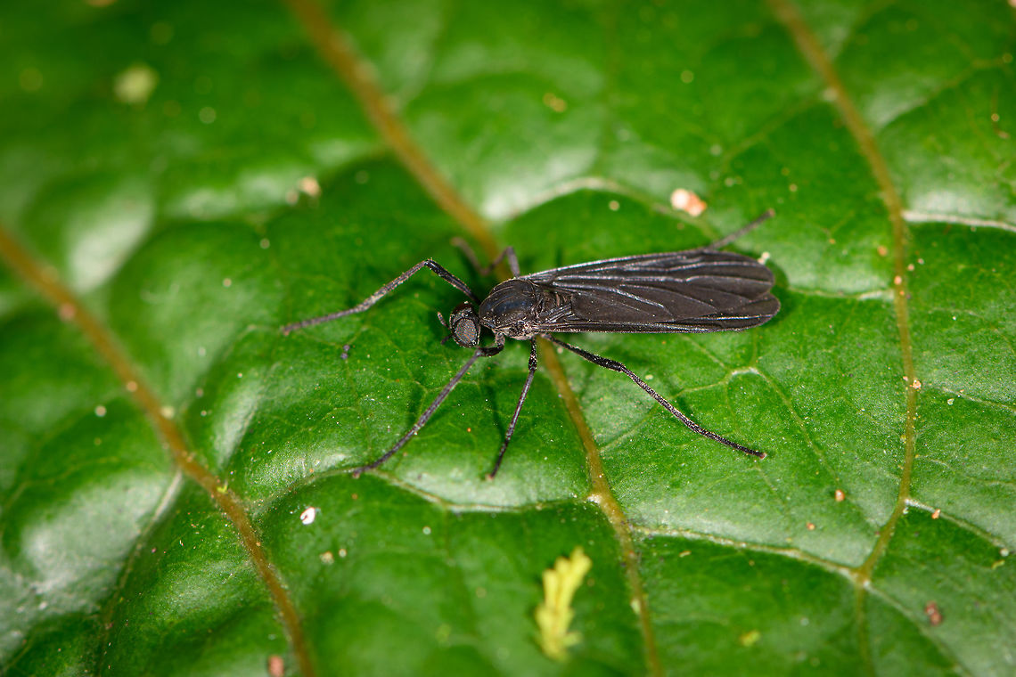 Black Sciaridae, Ranomafana, Madagascar All-black appearance, except for the banded abdomen of which you can see a tiny part in this photo. Africa,Madagascar,Madagascar 2019,Ranomafana National Park,World