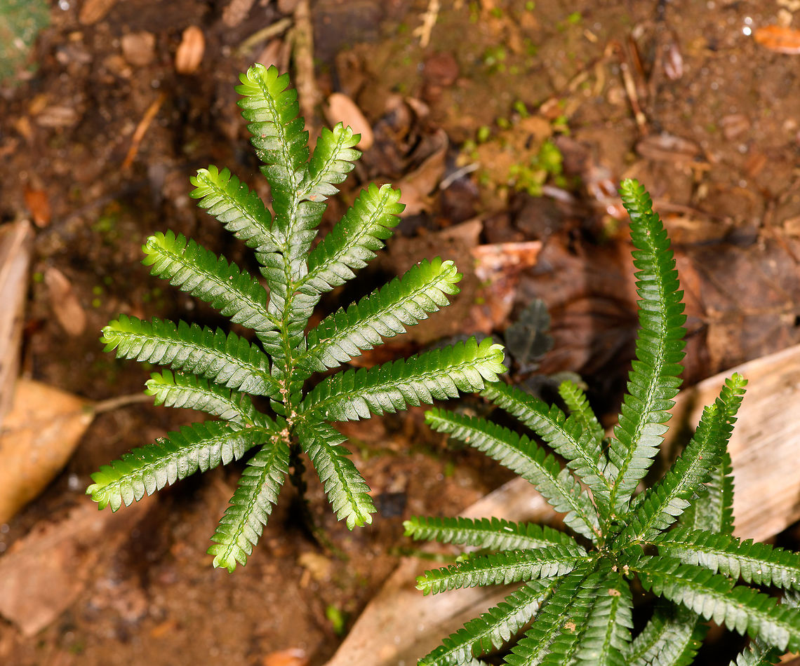 Young Fern, Ranomafana, Madagascar Found on the forest floor in pristine state, only a few inches high.  Africa,Madagascar,Madagascar 2019,Ranomafana National Park,World