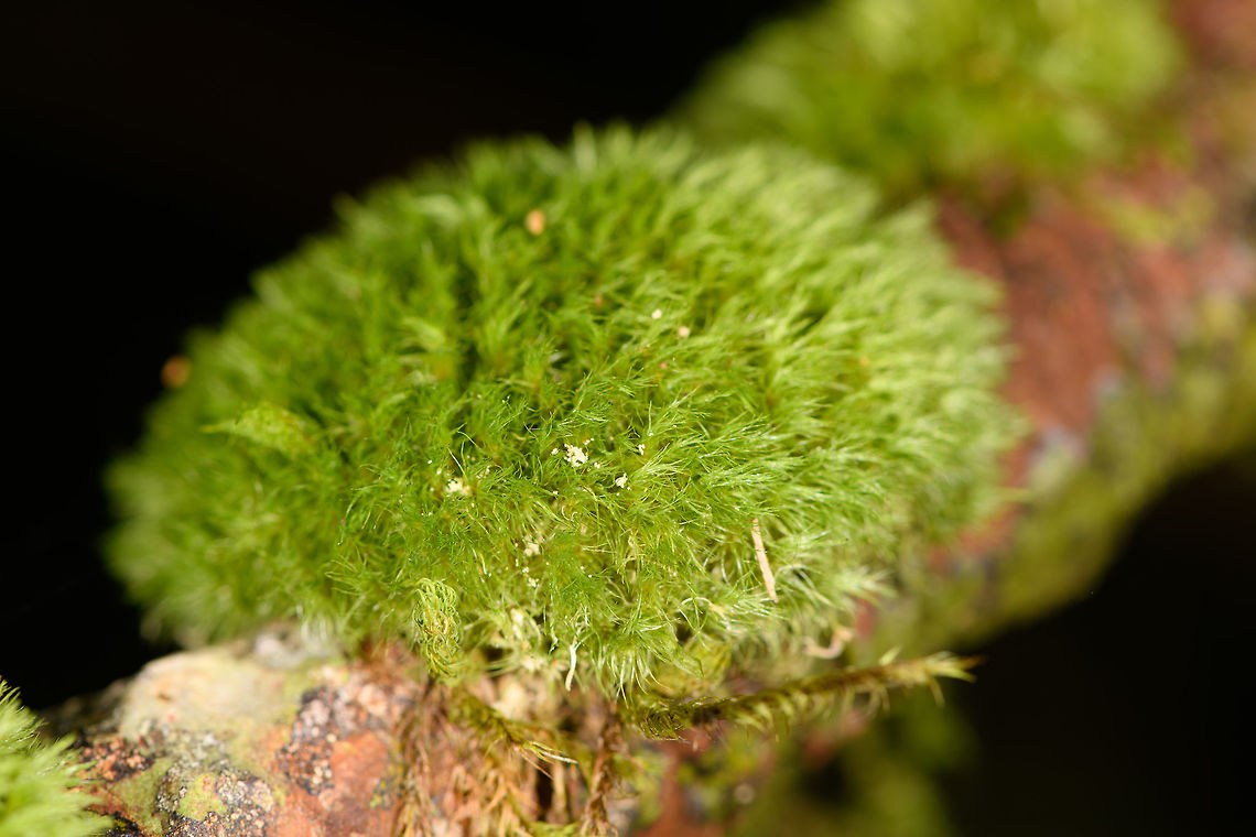 Fine moss on tree, Ranomafana, Madagascar Ultra fine, hair-like moss arranged in a sphere-like shape. Found on a standing tree in Ranomafana. <br />
This moss is so fine and soft, when you touch it, you can only sigh. After telling our guide how soft this moss is, we lost track of him. Legend goes he's still petting it to this day. Africa,Madagascar,Madagascar 2019,Ranomafana National Park,World