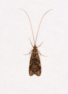 Caddisfly - 2, Ranomafana, Madagascar Opening our second moth night in Ranomafana with not a moth, a caddisfly instead. It looks to be the same species as found the night before, but it's not the same individual, there's a significant difference in antennae length:
https://www.jungledragon.com/image/84262/caddisfly_ranomafana_madagascar.html Africa,LepiLED,Madagascar,Madagascar 2019,Ranomafana National Park,World