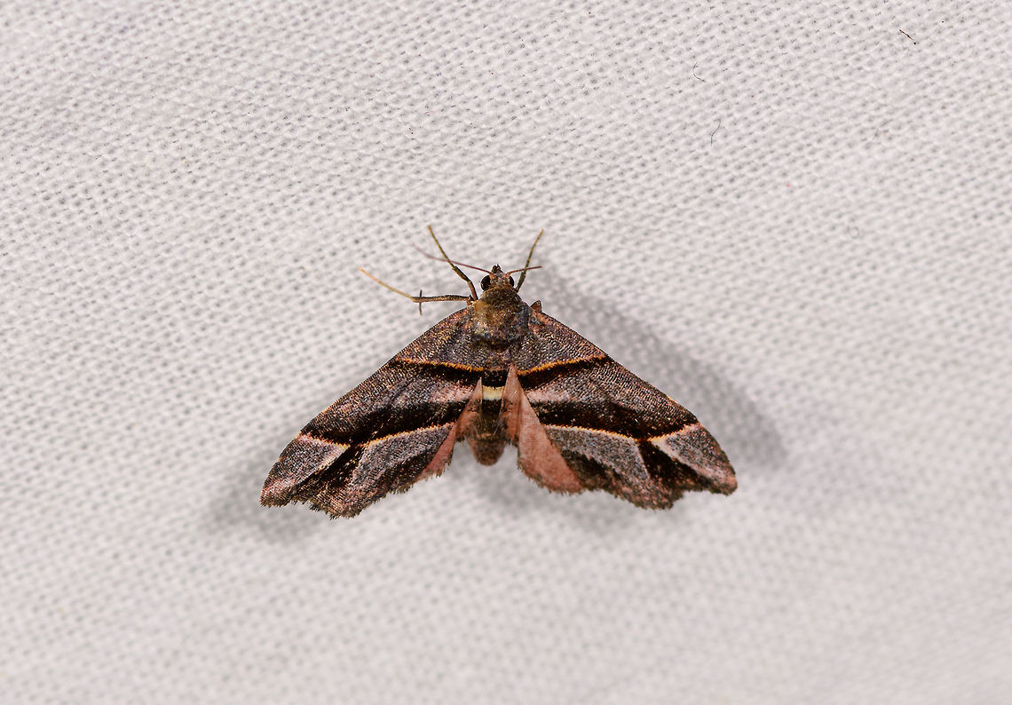 Grey black banded moth, Ranomafana, Madagascar Wingspan about 5cm. Overall greyish with black bands that have a yellow outline. Slightly worn.<br />
<br />
Gauna sp. looks similar, but unsure if it occurs in MDG. Africa,Hypobleta festiva,LepiLED,Madagascar,Madagascar 2019,Ranomafana National Park,World