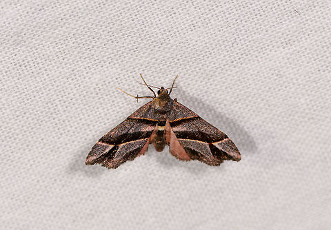 Grey black banded moth, Ranomafana, Madagascar Wingspan about 5cm. Overall greyish with black bands that have a yellow outline. Slightly worn.

Gauna sp. looks similar, but unsure if it occurs in MDG. Africa,Hypobleta festiva,LepiLED,Madagascar,Madagascar 2019,Ranomafana National Park,World