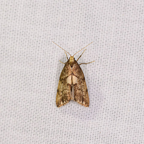 Yellowish moth - 2, Ranomafana, Madagascar Same as found the night before, yet a different individual:
https://www.jungledragon.com/image/84187/yellowish_moth_ranomafana_madagascar.html Africa,LepiLED,Madagascar,Madagascar 2019,Ranomafana National Park,World