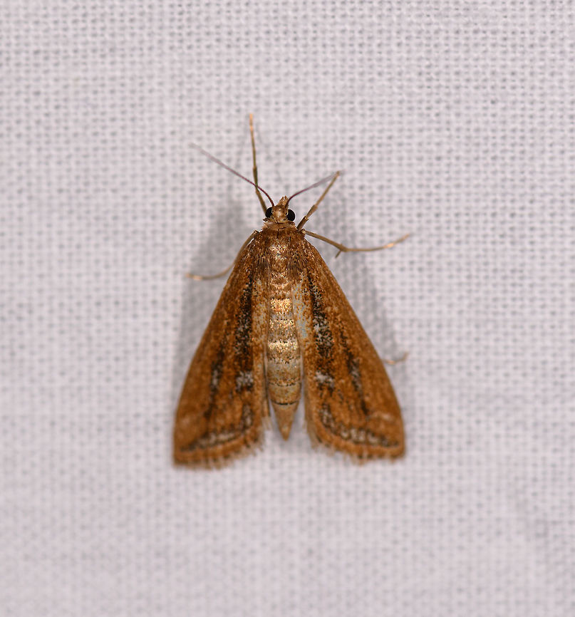 Orange moth with shiny abdomen, Ranomafana, Madagascar About 5cm tall. Wings are brown to orange with dark vertical marks. The abdomen is goldish shiny when exposed to flash.<br />
<br />
Maybe Acentropinae:<br />
<a href="https://www.inaturalist.org/observations/12475666" rel="nofollow">https://www.inaturalist.org/observations/12475666</a> Africa,LepiLED,Madagascar,Madagascar 2019,Ranomafana National Park,World