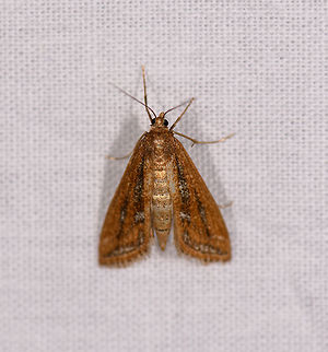 Orange moth with shiny abdomen, Ranomafana, Madagascar About 5cm tall. Wings are brown to orange with dark vertical marks. The abdomen is goldish shiny when exposed to flash.

Maybe Acentropinae:
https://www.inaturalist.org/observations/12475666 Africa,LepiLED,Madagascar,Madagascar 2019,Ranomafana National Park,World