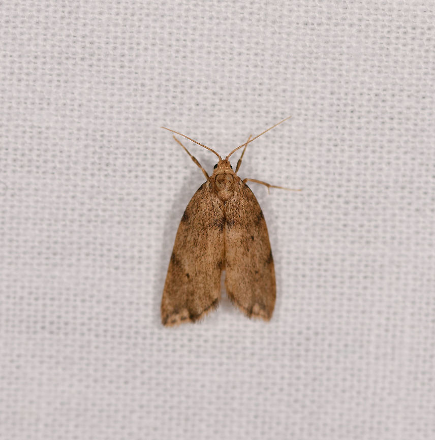 Brownish moth, Ranomafana, Madagascar A pretty unremarkable moth that resembles the body shape of this one:<br />
<figure class="photo"><a href="https://www.jungledragon.com/image/84187/yellowish_moth_ranomafana_madagascar.html" title="Yellowish moth, Ranomafana, Madagascar"><img src="https://s3.amazonaws.com/media.jungledragon.com/images/2/84187_thumb.jpg?AWSAccessKeyId=05GMT0V3GWVNE7GGM1R2&Expires=1763596810&Signature=uTL%2Bmth8qza88dgG2elihtLuj3w%3D" width="200" height="198" alt="Yellowish moth, Ranomafana, Madagascar About 1cm in size. Overall yellow to brown with a thick horizontal band across the wings that is light yellow on the inside, outlined by a thinner dark brown band. Africa,LepiLED,Madagascar,Madagascar 2019,Ranomafana National Park,World" /></a></figure> Africa,LepiLED,Madagascar,Madagascar 2019,Ranomafana National Park,World
