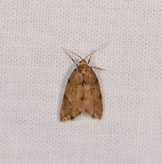 Brownish moth, Ranomafana, Madagascar A pretty unremarkable moth that resembles the body shape of this one:
https://www.jungledragon.com/image/84187/yellowish_moth_ranomafana_madagascar.html Africa,LepiLED,Madagascar,Madagascar 2019,Ranomafana National Park,World
