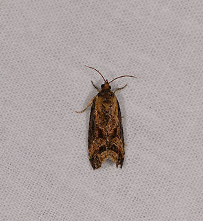 Leafroller(?), Ranomafana, Madagascar Looks similar to Olethreutes sp. yet distribution is likely not a match. Africa,LepiLED,Madagascar,Madagascar 2019,Ranomafana National Park,World