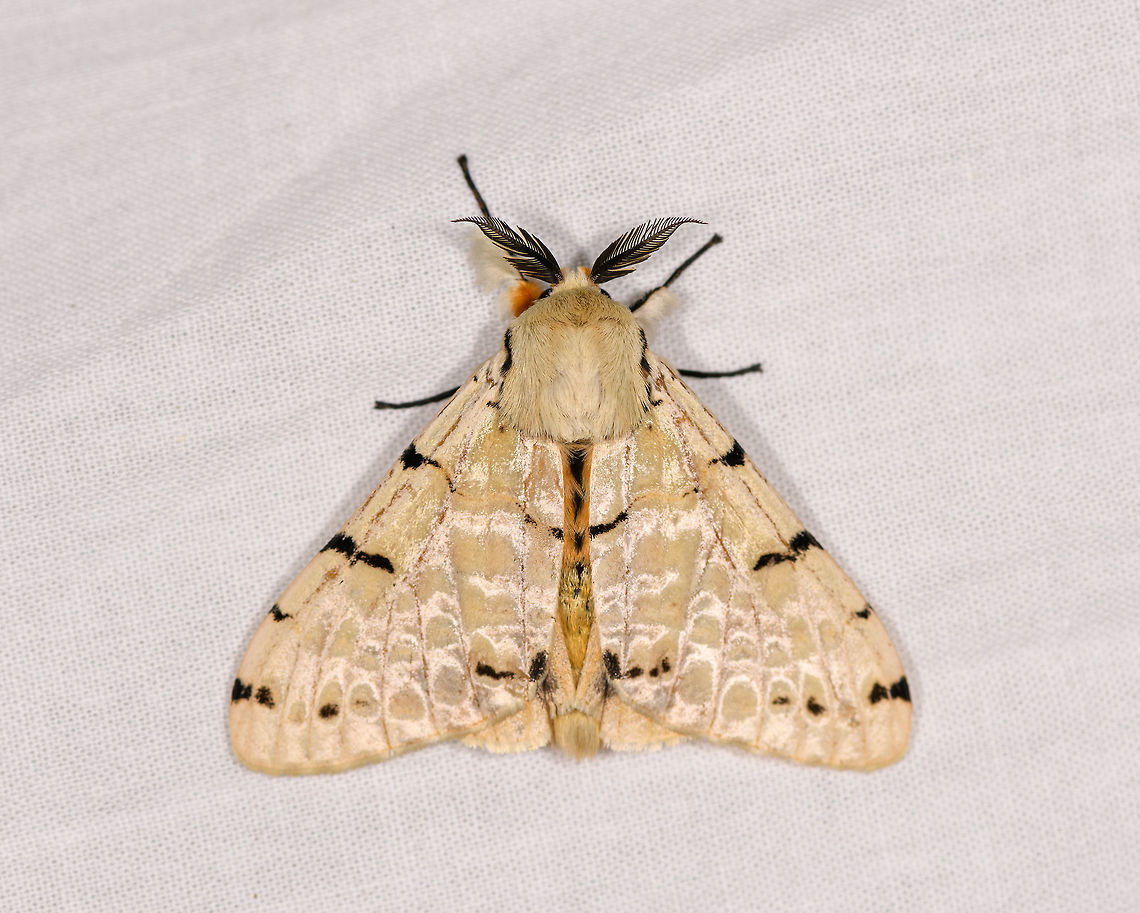Lymantica velutina, Ranomafana, Madagascar A large moth, also found the night before. It almost looks like the same individual but it's not if you compare really closely:<br />
<figure class="photo"><a href="https://www.jungledragon.com/image/84271/lymantica_velutina_-_2_ranomafana_madagascar.html" title="Lymantica velutina - 2, Ranomafana, Madagascar"><img src="https://s3.amazonaws.com/media.jungledragon.com/images/2/84271_thumb.jpg?AWSAccessKeyId=05GMT0V3GWVNE7GGM1R2&Expires=1770854410&Signature=oVXcO5J13FUKlQQ3iqXZ19b6%2BhU%3D" width="140" height="152" alt="Lymantica velutina - 2, Ranomafana, Madagascar Updated ID by Maik Bippus. Africa,LepiLED,Lymantica velutina,Madagascar,Madagascar 2019,Ranomafana National Park,World" /></a></figure><br />
Updated ID by Maik Bippus. Africa,Leucaloa eugraphica,Lymantica velutina,Madagascar,Madagascar 2019,Ranomafana National Park,World