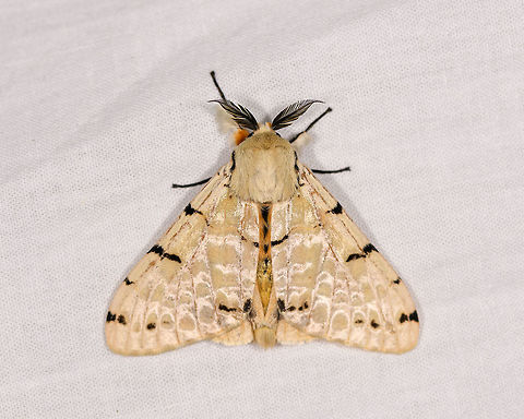 Lymantica velutina, Ranomafana, Madagascar A large moth, also found the night before. It almost looks like the same individual but it's not if you compare really closely:
https://www.jungledragon.com/image/84271/leucaloa_eugraphica_ranomafana_madagascar.html
Updated ID by Maik Bippus. Africa,Leucaloa eugraphica,Lymantica velutina,Madagascar,Madagascar 2019,Ranomafana National Park,World