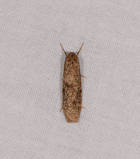Lengthy yellow/black moth 3, Ranomafana, Madagascar Similar, but not the same:
https://www.jungledragon.com/image/84192/lengthy_yellowblack_moth_ranomafana_madagascar.html Africa,Geotagged,LepiLED,Madagascar,Madagascar 2019,Ranomafana National Park,Winter,World
