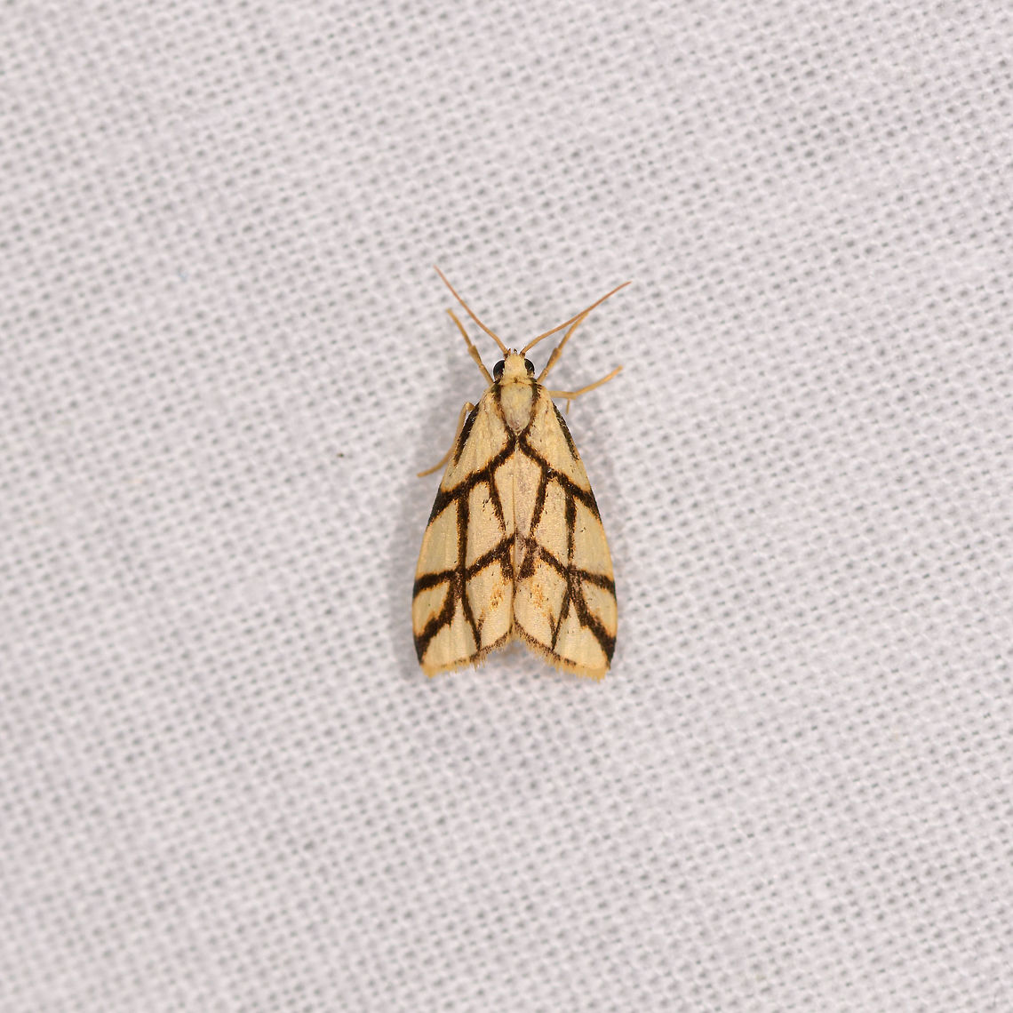 Paulianosia clathrata, Ranomafana, Madagascar Also found the night before yet note the end of the wings, one is hairy/fluffy, the other is not:<br />
<figure class="photo"><a href="https://www.jungledragon.com/image/84267/light_yellow_moth_with_spider-like_patterns_ranomafana_madagascar.html" title="Light yellow moth with spider-like patterns, Ranomafana, Madagascar"><img src="https://s3.amazonaws.com/media.jungledragon.com/images/2/84267_thumb.jpg?AWSAccessKeyId=05GMT0V3GWVNE7GGM1R2&Expires=1759968010&Signature=MPH0FUodGajdETnuyUzTRvN5Z0Q%3D" width="200" height="200" alt="Light yellow moth with spider-like patterns, Ranomafana, Madagascar Small (1-2cm) but beautiful moth that has an overall light yellow color with thick and explicit dark bands that resemble a web. Africa,Geotagged,LepiLED,Madagascar,Madagascar 2019,Paulianosia clathrata,Ranomafana National Park,Winter,World" /></a></figure> Africa,Geotagged,LepiLED,Madagascar,Madagascar 2019,Paulianosia clathrata,Ranomafana National Park,Winter,World