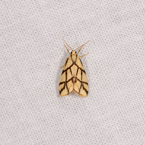 Paulianosia clathrata, Ranomafana, Madagascar Also found the night before yet note the end of the wings, one is hairy/fluffy, the other is not:
https://www.jungledragon.com/image/84267/light_yellow_moth_with_spider-like_patterns_ranomafana_madagascar.html Africa,Geotagged,LepiLED,Madagascar,Madagascar 2019,Paulianosia clathrata,Ranomafana National Park,Winter,World