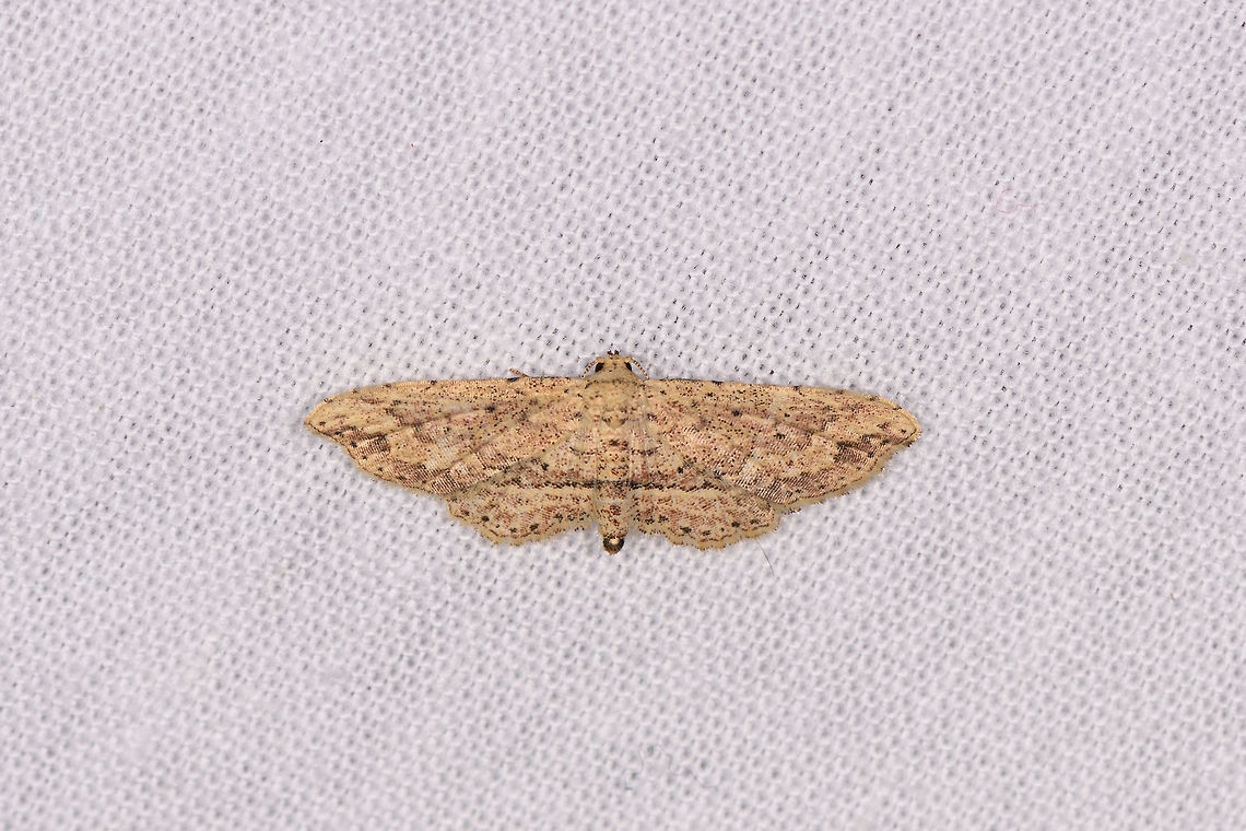 Pug-like moth, Ranomafana, Madagascar  Africa,Geotagged,Hypobleta viettei,LepiLED,Madagascar,Madagascar 2019,Ranomafana National Park,Winter,World