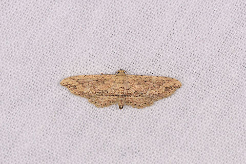 Pug-like moth, Ranomafana, Madagascar  Africa,Geotagged,Hypobleta viettei,LepiLED,Madagascar,Madagascar 2019,Ranomafana National Park,Winter,World