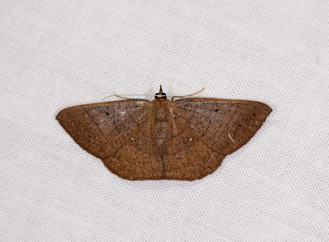 Brown black-dotted moth, Ranomafana, Madagascar Mid-sized moth (7-9cm wingspan). All brown with black speckles, antennae are light/white.<br />
<br />
Ilexia sp. looks similar but my gut feeling is that it's not a genus match. Africa,Geotagged,LepiLED,Madagascar,Madagascar 2019,Ranomafana National Park,Winter,World