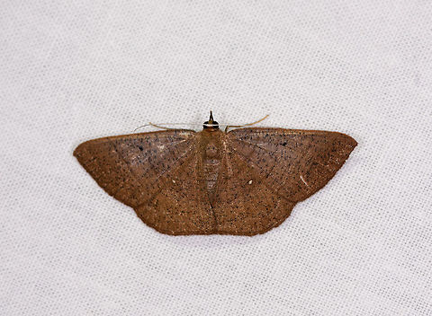 Brown black-dotted moth, Ranomafana, Madagascar Mid-sized moth (7-9cm wingspan). All brown with black speckles, antennae are light/white.

Ilexia sp. looks similar but my gut feeling is that it's not a genus match. Africa,Geotagged,LepiLED,Madagascar,Madagascar 2019,Ranomafana National Park,Winter,World