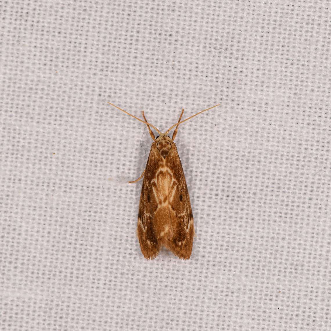 Light brown moth light highlights, Ranomafana, Madagascar Also found the night before:<br />
<figure class="photo"><a href="https://www.jungledragon.com/image/84260/light_brown_moth_ranomafana_madagascar.html" title="Light brown moth, Ranomafana, Madagascar"><img src="https://s3.amazonaws.com/media.jungledragon.com/images/2/84260_thumb.jpg?AWSAccessKeyId=05GMT0V3GWVNE7GGM1R2&Expires=1770854410&Signature=JNd8HBJ0bzmUIhrCK%2F3guP41zgo%3D" width="200" height="190" alt="Light brown moth, Ranomafana, Madagascar About 2cm tall. Overall light appearance, including legs and antennae. Wings have several brown tones with light yellow line patterns. Africa,Geotagged,LepiLED,Madagascar,Madagascar 2019,Ranomafana National Park,Winter,World" /></a></figure> Africa,LepiLED,Madagascar,Madagascar 2019,Ranomafana National Park,World