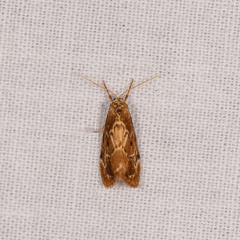 Light brown moth light highlights, Ranomafana, Madagascar Also found the night before:
https://www.jungledragon.com/image/84260/light_brown_moth_ranomafana_madagascar.html Africa,LepiLED,Madagascar,Madagascar 2019,Ranomafana National Park,World