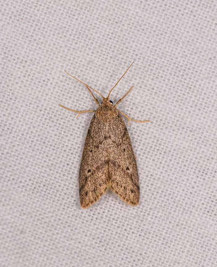 Yellow tall moth, Ranomafana, Madagascar  Africa,LepiLED,Madagascar,Madagascar 2019,Ranomafana National Park,World