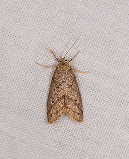 Yellow tall moth, Ranomafana, Madagascar  Africa,LepiLED,Madagascar,Madagascar 2019,Ranomafana National Park,World