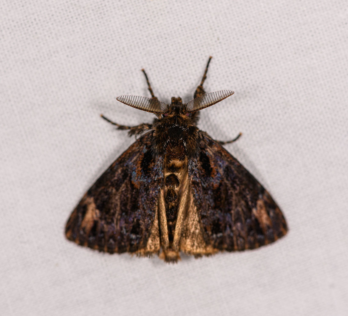 Dark hairy moth, Ranomafana, Madagascar Genus candidate:Dasychira sp. Africa,LepiLED,Madagascar,Madagascar 2019,Ranomafana National Park,World