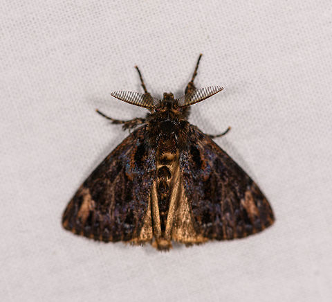 Dark hairy moth, Ranomafana, Madagascar Genus candidate:Dasychira sp. Africa,LepiLED,Madagascar,Madagascar 2019,Ranomafana National Park,World