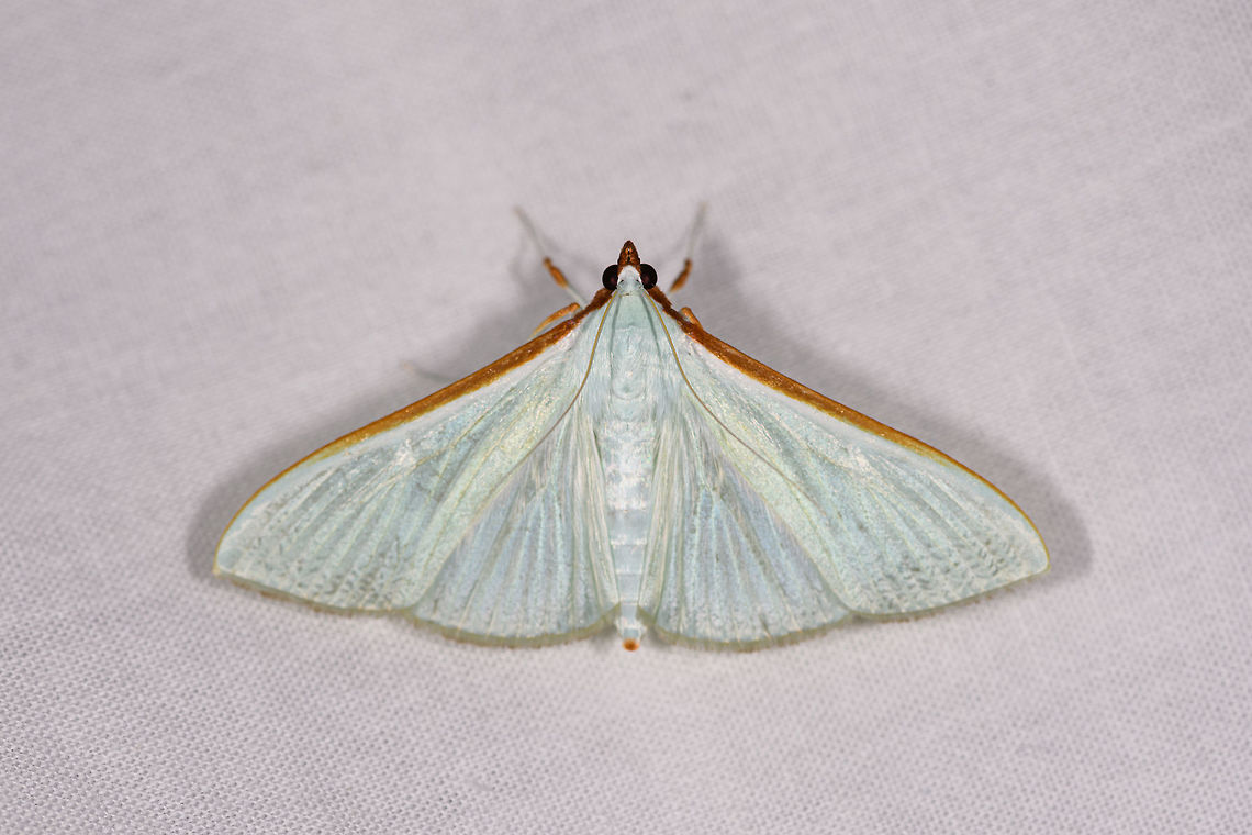 Large emerald pearl, Ranomafana, Madagascar Wikipedia mentions an interesting fact: the brown/orange edges on the wings are made up of special scales that disseminate a scent to attract mates. Africa,Geotagged,Large emerald pearl,LepiLED,Madagascar,Madagascar 2019,Ranomafana National Park,Stemorrhages sericea,Winter,World