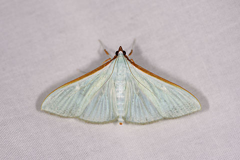 Large emerald pearl, Ranomafana, Madagascar Wikipedia mentions an interesting fact: the brown/orange edges on the wings are made up of special scales that disseminate a scent to attract mates. Africa,Geotagged,Large emerald pearl,LepiLED,Madagascar,Madagascar 2019,Ranomafana National Park,Stemorrhages sericea,Winter,World