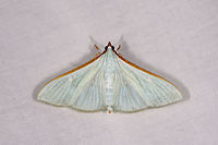 Large emerald pearl, Ranomafana, Madagascar Wikipedia mentions an interesting fact: the brown/orange edges on the wings are made up of special scales that disseminate a scent to attract mates. Africa,Geotagged,Large emerald pearl,LepiLED,Madagascar,Madagascar 2019,Ranomafana National Park,Stemorrhages sericea,Winter,World