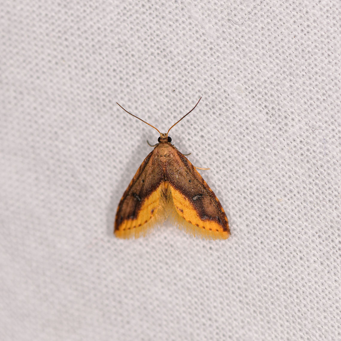 Hypobleta fatua, Ranomafana, Madagascar Same as the night before yet a less worn individual:<br />
<figure class="photo"><a href="https://www.jungledragon.com/image/84268/small_orange_moth_ranomafana_madagascar.html" title="Small orange moth, Ranomafana, Madagascar"><img src="https://s3.amazonaws.com/media.jungledragon.com/images/2/84268_thumb.jpg?AWSAccessKeyId=05GMT0V3GWVNE7GGM1R2&Expires=1763596810&Signature=bAP32qr6dSgUb%2FwTGxsX3uvQ3fM%3D" width="200" height="134" alt="Small orange moth, Ranomafana, Madagascar About 1-2cm tall, overall dark orange with light orange vibrant highlight at the bottom of the wings. Africa,Geotagged,Hypobleta fatua,LepiLED,Madagascar,Madagascar 2019,Ranomafana National Park,Winter,World" /></a></figure> Africa,Hypobleta fatua,LepiLED,Madagascar,Madagascar 2019,Ranomafana National Park,World