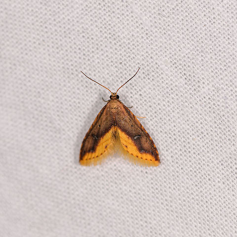 Hypobleta fatua, Ranomafana, Madagascar Same as the night before yet a less worn individual:
https://www.jungledragon.com/image/84268/small_orange_moth_ranomafana_madagascar.html Africa,Hypobleta fatua,LepiLED,Madagascar,Madagascar 2019,Ranomafana National Park,World