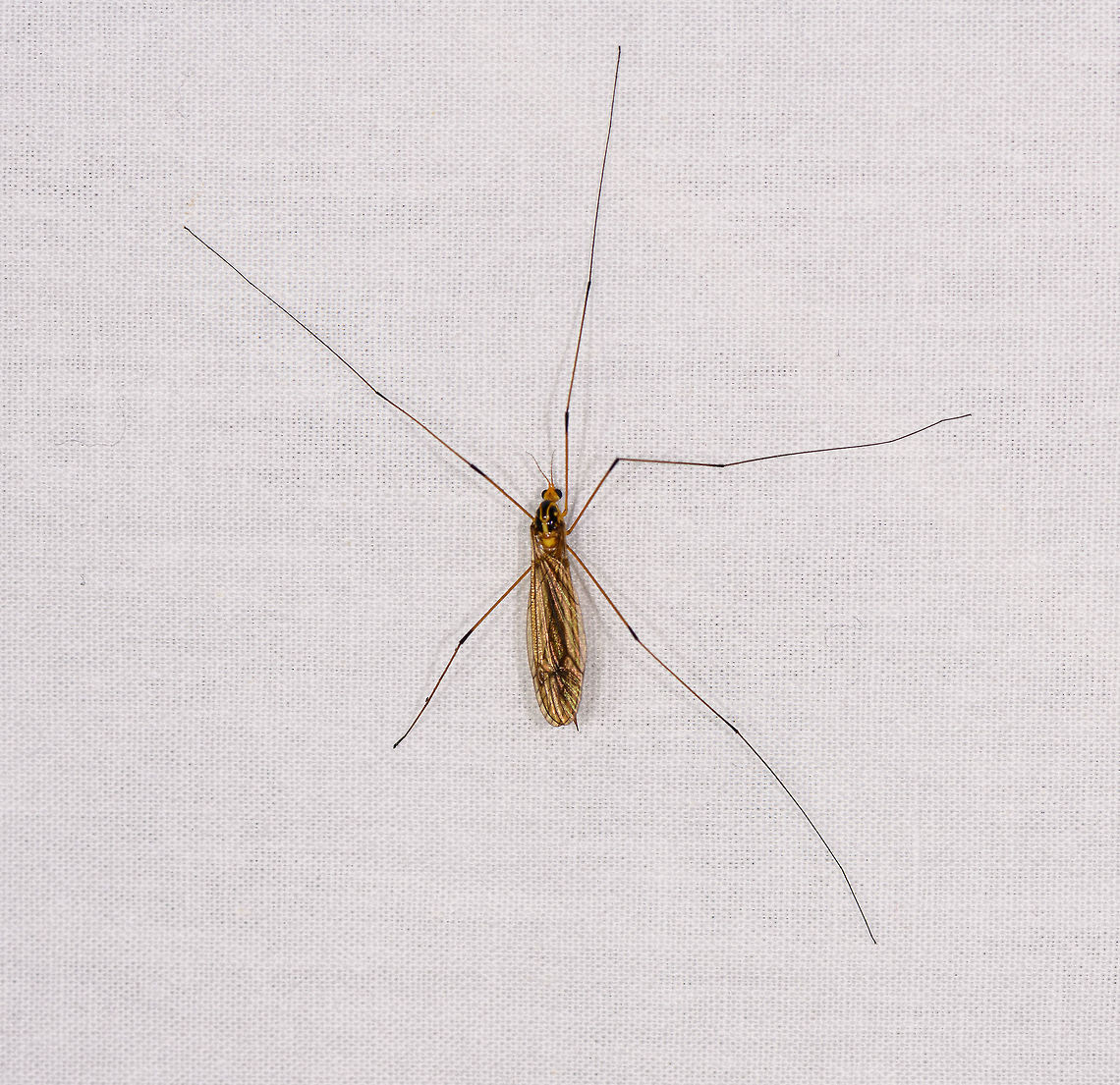 Tiger cranefly (Nephrotoma), Ranomafana, Madagascar About 1.5 legs missing it seems. If you look closely at the thorax, it&#039;s very wasp-like. Africa,Geotagged,LepiLED,Madagascar,Madagascar 2019,Nephrotoma australasiae,Ranomafana National Park,Winter,World