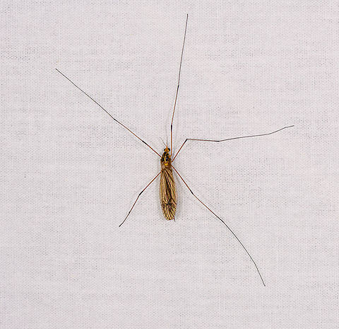Tiger cranefly (Nephrotoma), Ranomafana, Madagascar About 1.5 legs missing it seems. If you look closely at the thorax, it's very wasp-like. Africa,Geotagged,LepiLED,Madagascar,Madagascar 2019,Nephrotoma australasiae,Ranomafana National Park,Winter,World