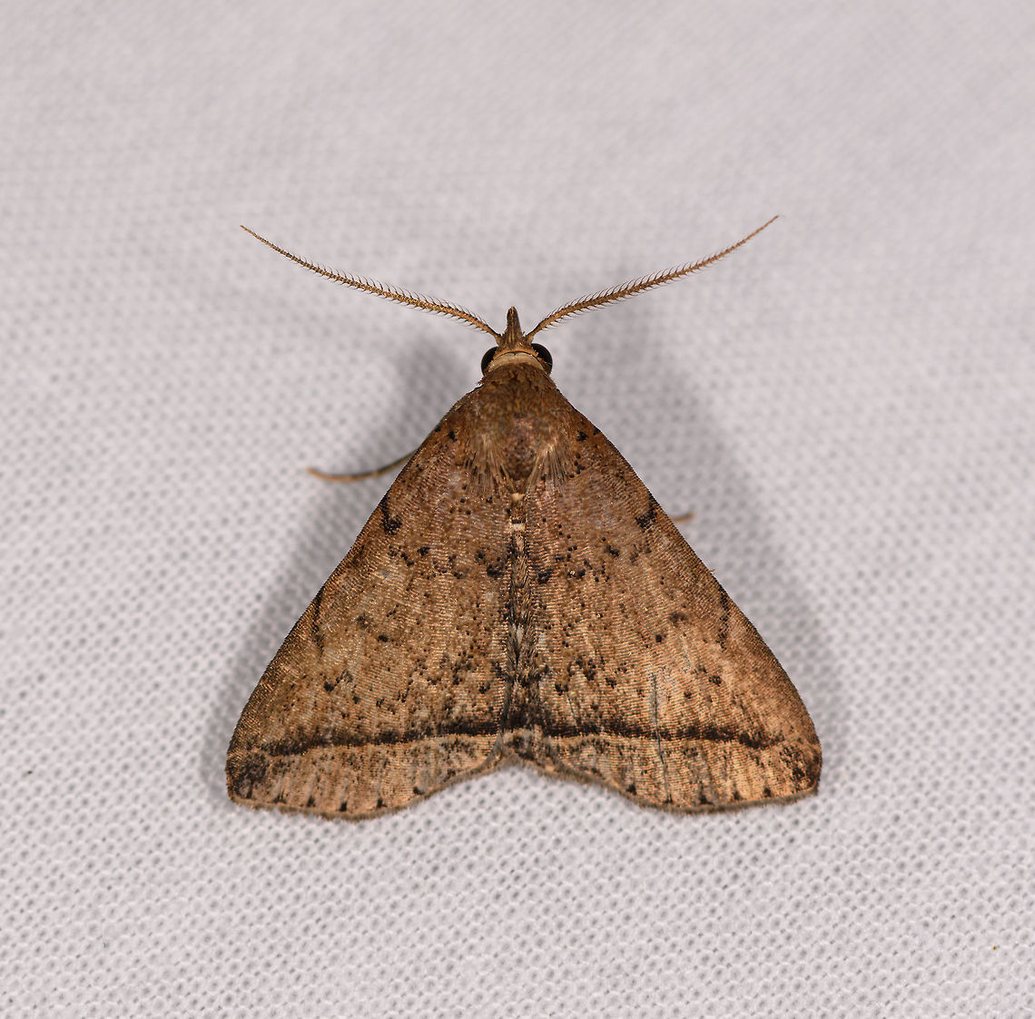 Herminiinae, Ranomafana, Madagascar Light brown appearance, some black speckles, one clear dark horizontal band across the wings. Africa,Geotagged,LepiLED,Madagascar,Madagascar 2019,Ranomafana National Park,Winter,World