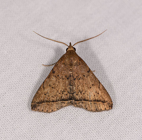 Herminiinae, Ranomafana, Madagascar Light brown appearance, some black speckles, one clear dark horizontal band across the wings. Africa,Geotagged,LepiLED,Madagascar,Madagascar 2019,Ranomafana National Park,Winter,World