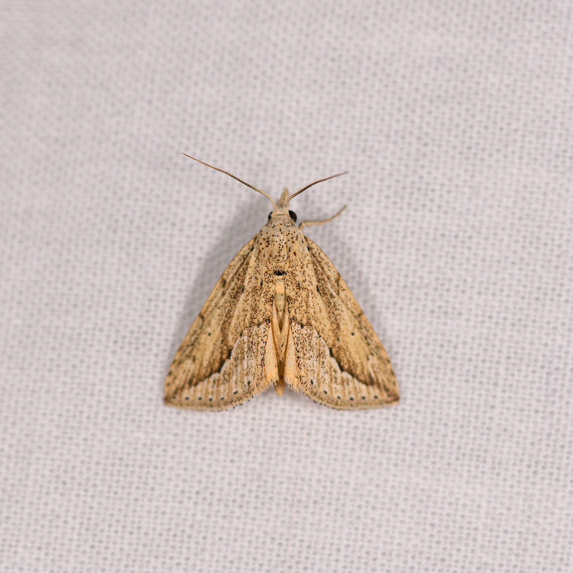 Yellow triangle moth, Ranomafana, Madagascar  Africa,LepiLED,Madagascar,Madagascar 2019,Ranomafana National Park,World