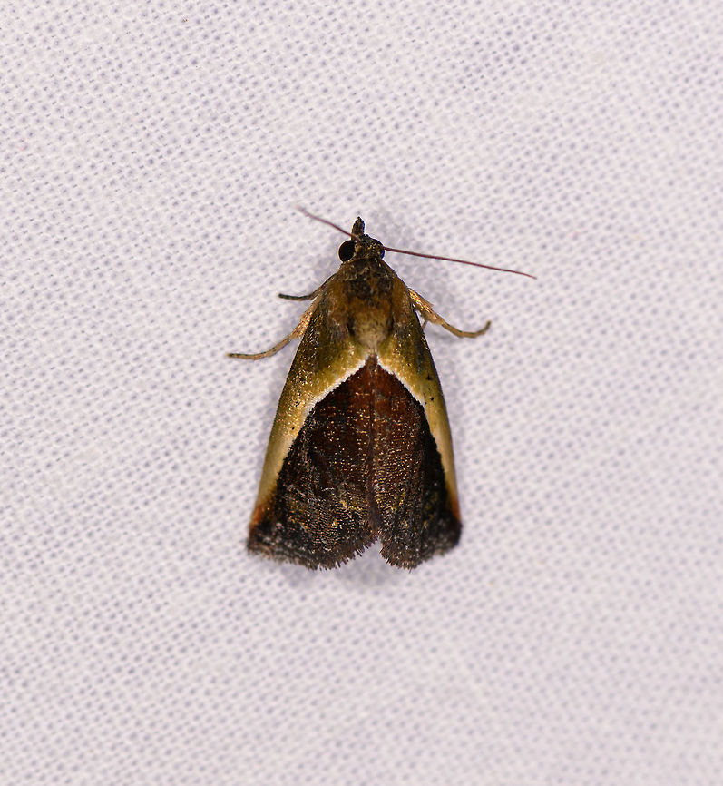 Eustrotia divisa, Ranomafana, Madagascar Malagasy 1980's moth. I like it but I have no idea how to describe it. Africa,Eustrotia divisa,Geotagged,LepiLED,Madagascar,Madagascar 2019,Ranomafana National Park,Winter,World