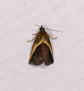 Eustrotia divisa, Ranomafana, Madagascar Malagasy 1980's moth. I like it but I have no idea how to describe it. Africa,Eustrotia divisa,Geotagged,LepiLED,Madagascar,Madagascar 2019,Ranomafana National Park,Winter,World